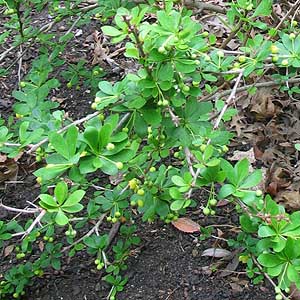 Berberis