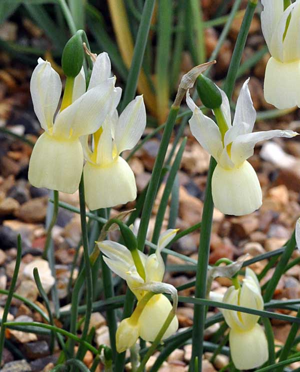 Narcissus triandrus subsp. triandrus